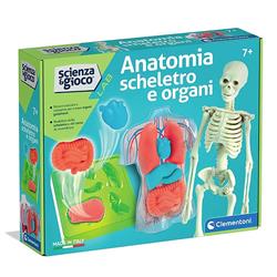 Anatomia Scheletro e Organi Sciena&Gioco